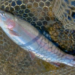 アルビノを狙い撃ち ～平谷湖フィッシングスポット～